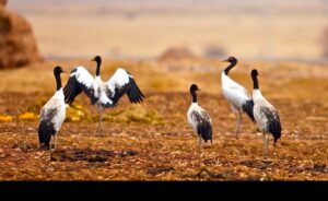 BLACK-NECKED CRANE FESTIVAL TOUR