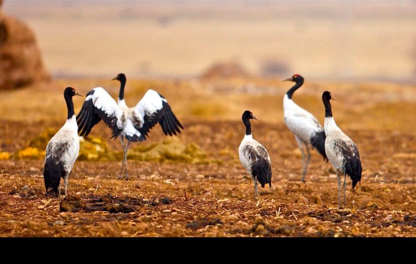 BLACK-NECKED CRANE FESTIVAL TOUR